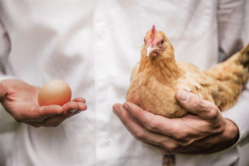 The chicken or the egg? Food Safety Week 2019